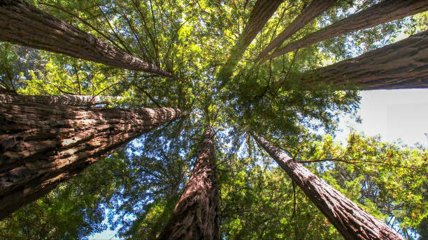 How Our Tree Care Process Works  in Evergreen Park, IL